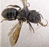 Osmia leaiana